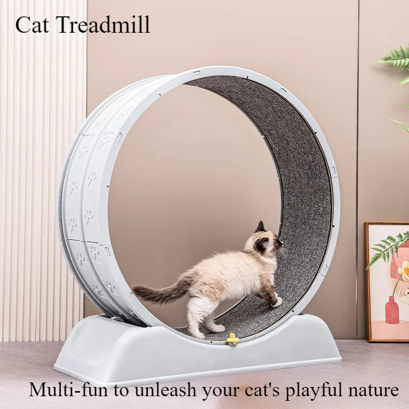 Cat Treadmill